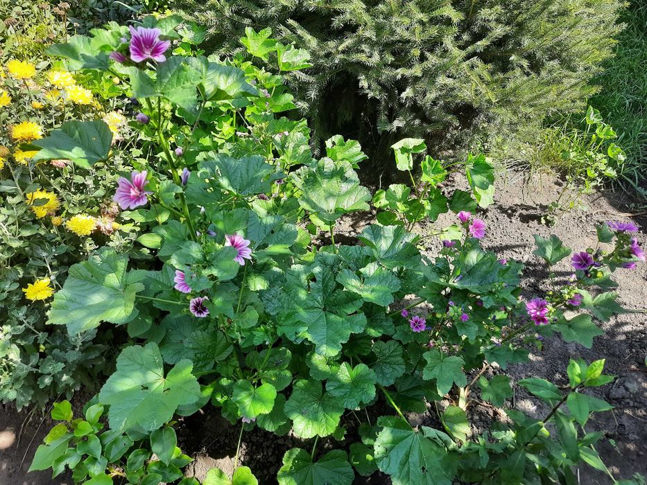 Насіння мальва лісова (мальва зебріна)