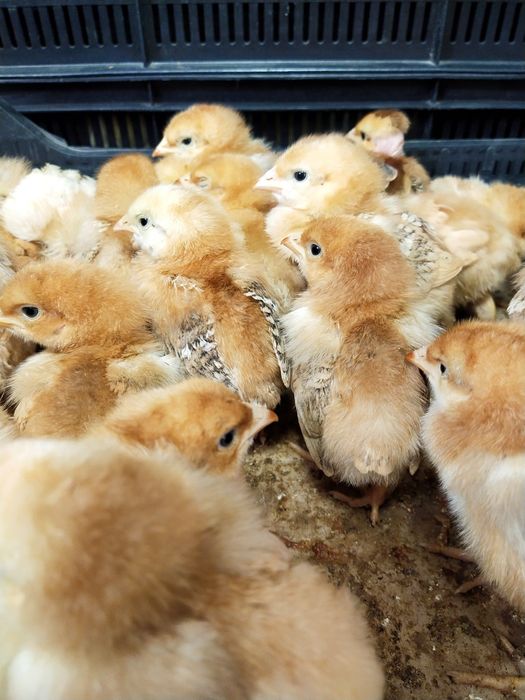 РедБро цыплята несушка