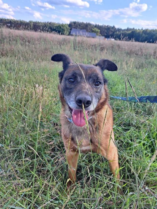 Wykop kochany pies szuka domu! | MASZ NOSA