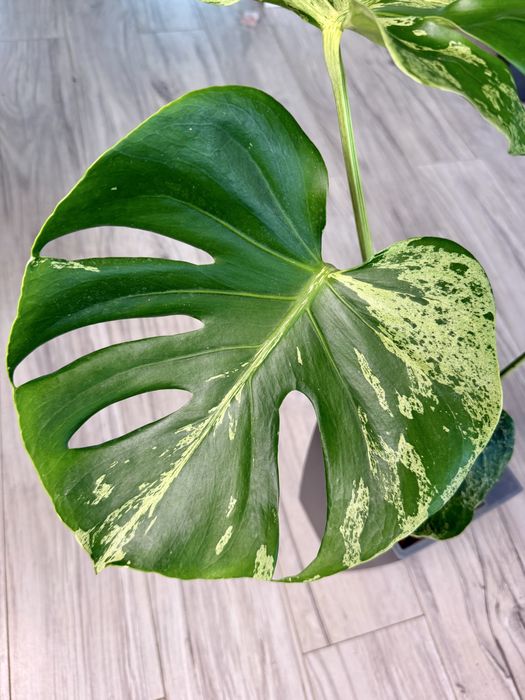 Monstera bulbosaur