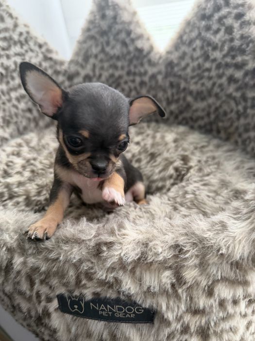Piesek chihuahua czrarny podpalany