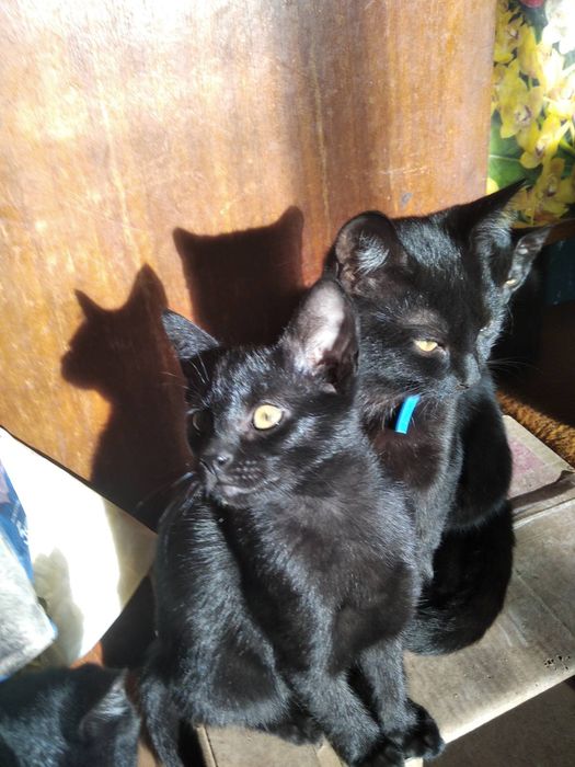 Кошенята, антистрес у дбайливі руки.