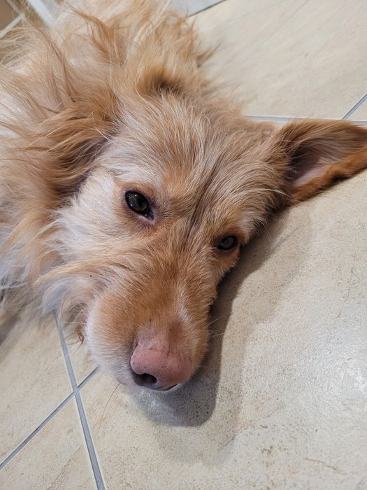 Kudłaty prosi o dom