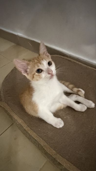 Gatinhos Laranjinhas Fofinhos
