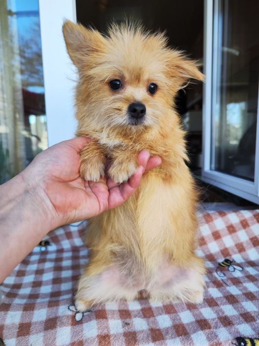 ЙоркоПу микс Девочка