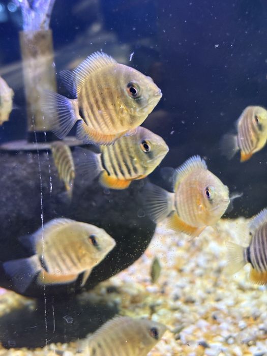 Severum  Gold (Sklep Discus)