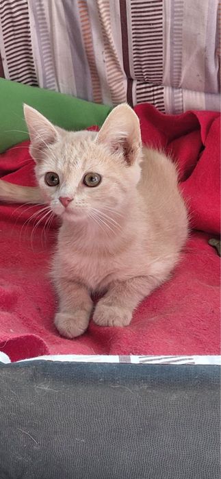 Кошенята на вдачу безкоштовно