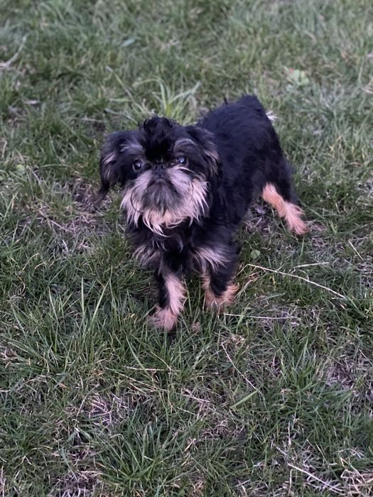 Бельгійський гриффон