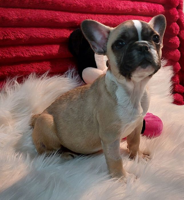 Bulldog francês menina