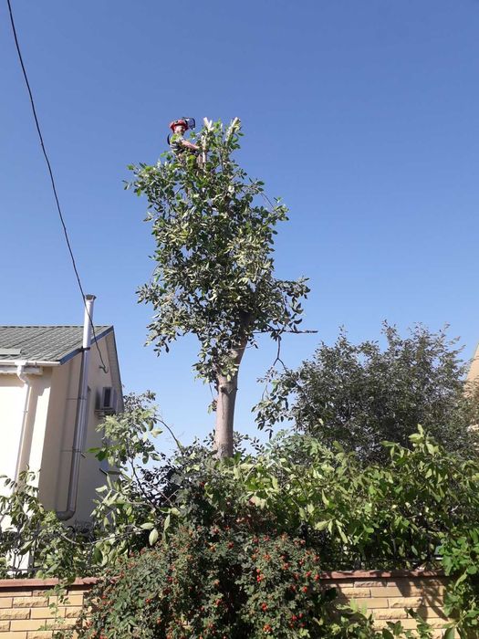 Видалення дерев Корчування пнів Благоустрій.Є послуги ЩЕПОРІЗА