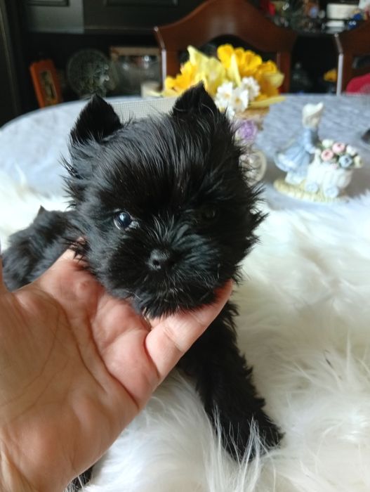 Maleńka Suczka Black Yorkshire terrier,nie biewer.