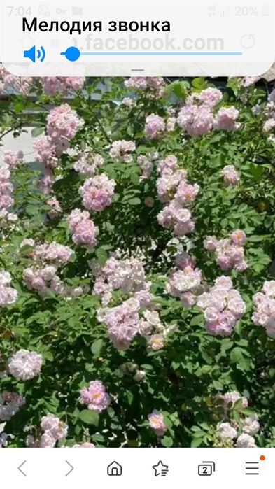 Продам плетистую розу