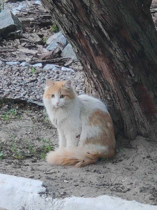 Молодой красотунчик котик Фреди ищет дом!
