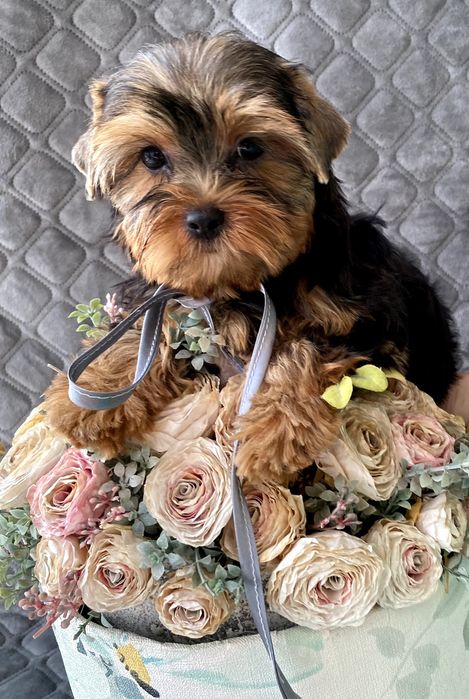 Йорки гарнесенькі