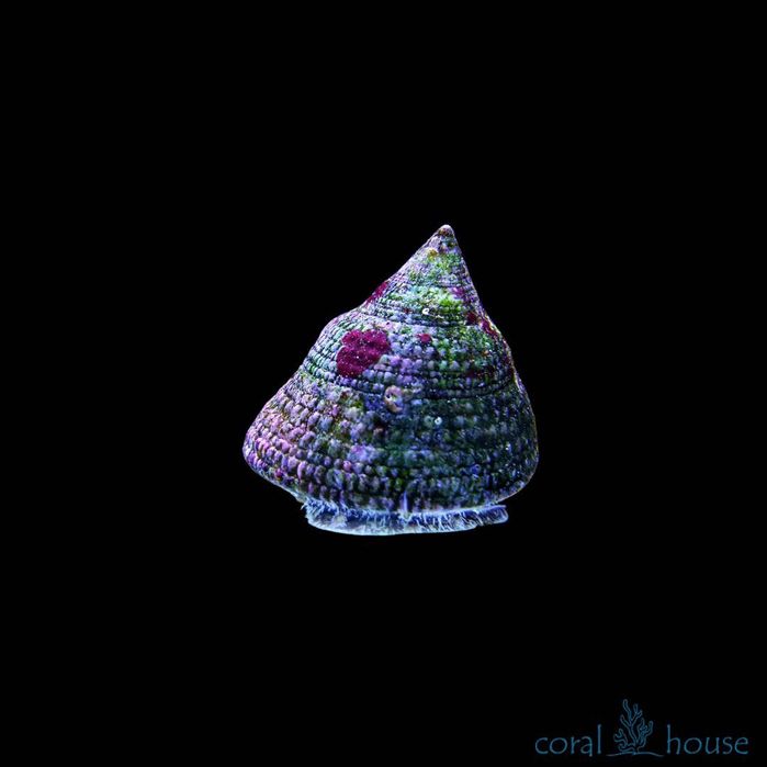 Ślimak Trochus Maculatus