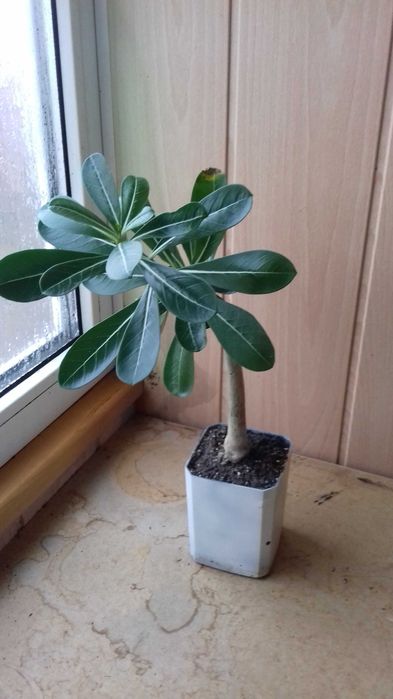 Аденіум - троянда пустелі (вкоріненні живці)