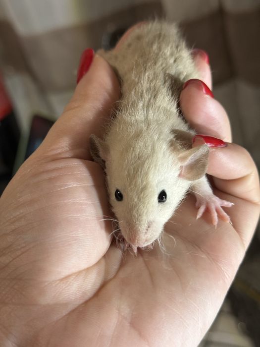 Ручні щурята дамбо / рекс