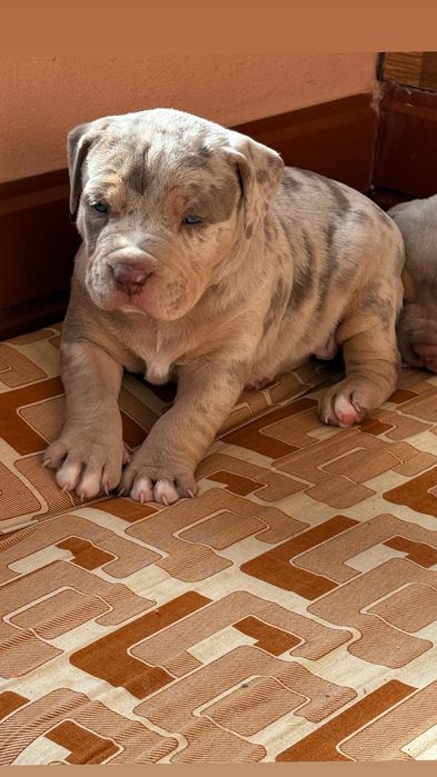 American bully xl
