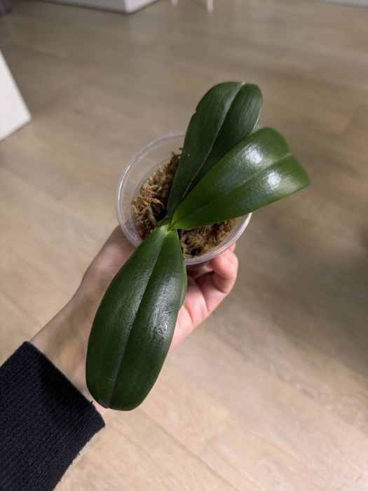 Орхідея краплини сонця, дітка ароматна, квітла