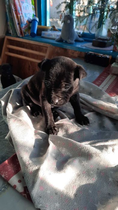 Маленький друг у добрі руки