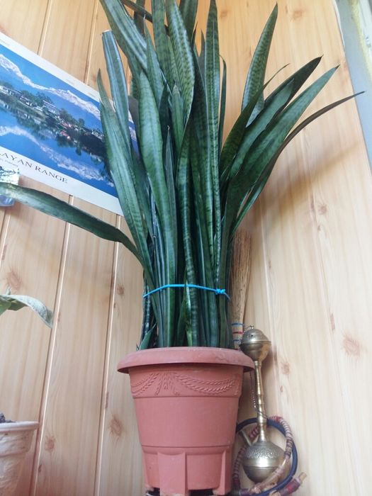 Цветок  Сенсеверия большой в офис и не только