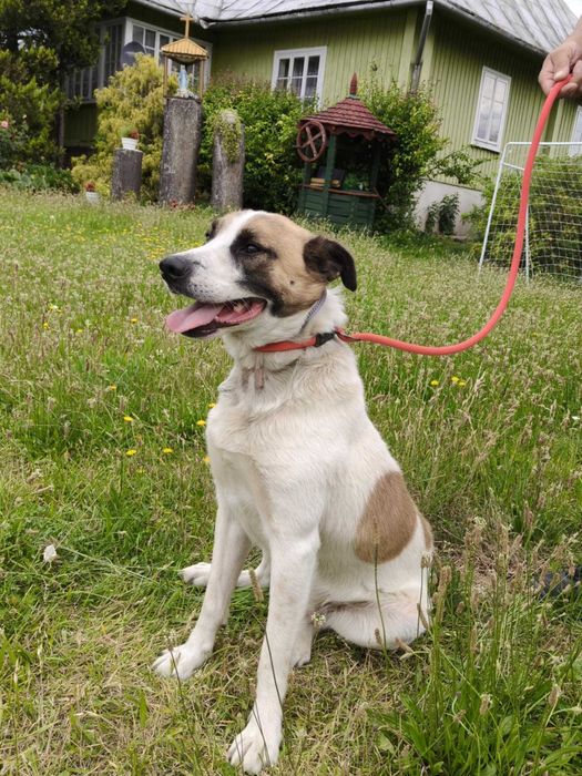 Mango - pies do adopcji