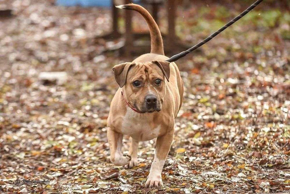 Niewidomy Dasti szuka domu!