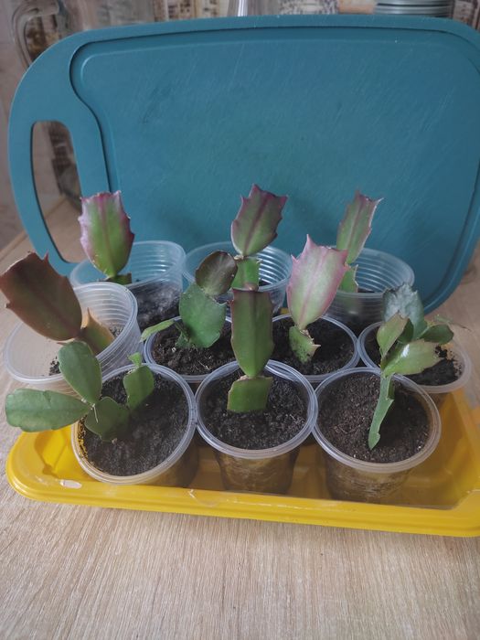 Вкорінені черенки