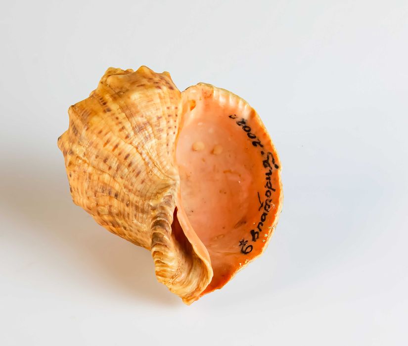 Ракушки черноморские