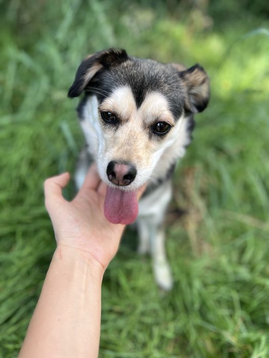 Suczka Leia szuka domku