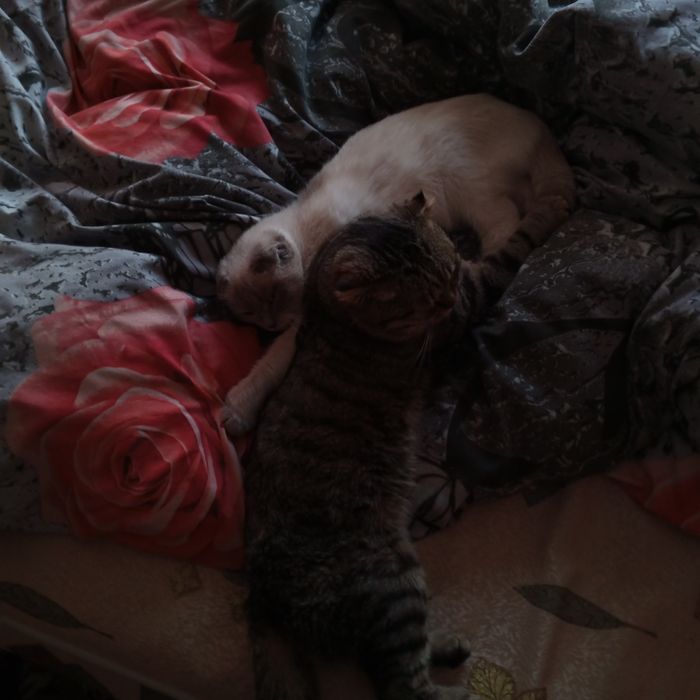 Отдам двух вислоухих котов,за символическую плату