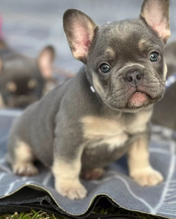 Шикарний.     Хлопчик