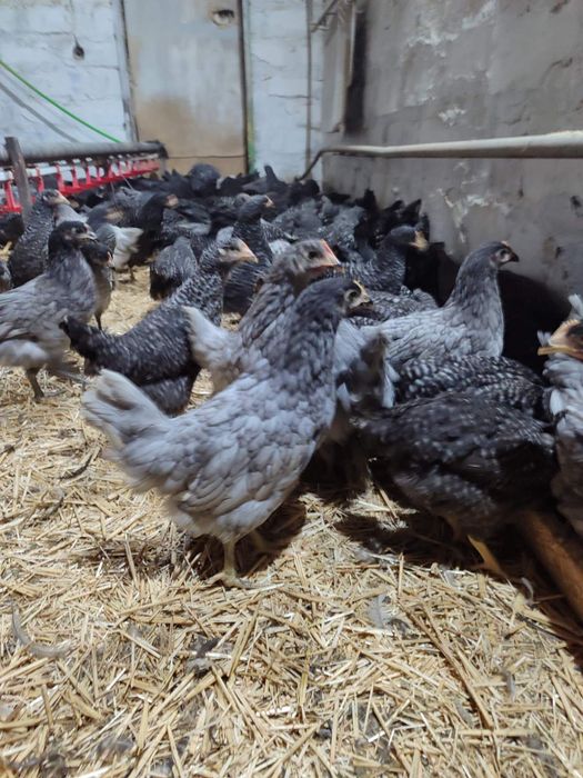 Продам кури несушки! Доставка безкоштовна. Літин!