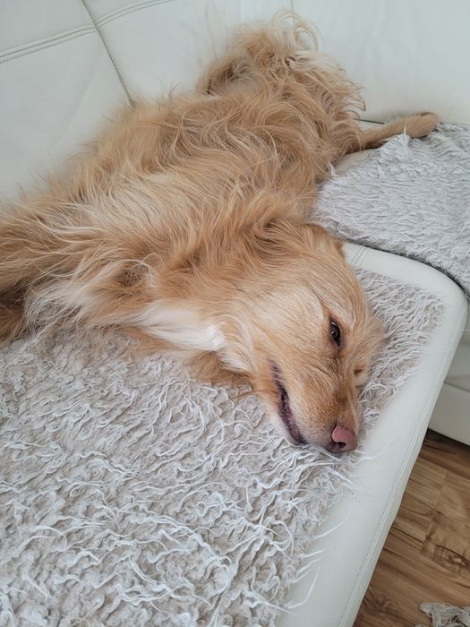 Kudłaty prosi o dom