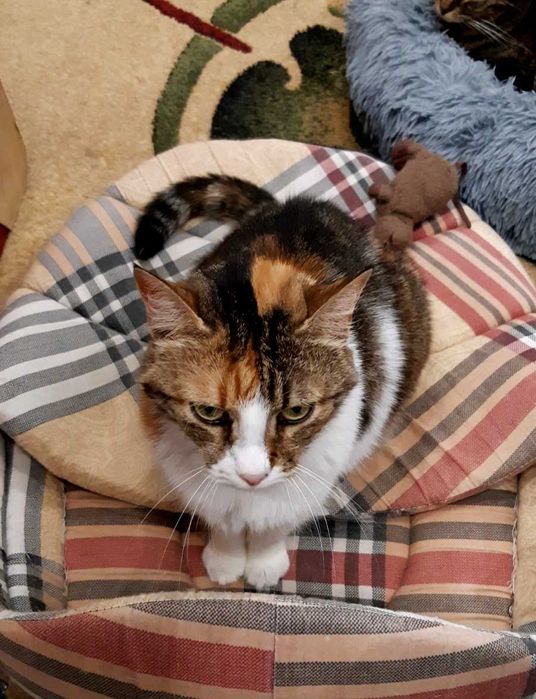 Чудесная кошечка Мими ищет заботливую семью