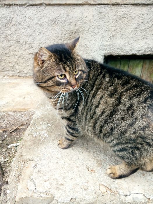 Льова проситься в сім'ю