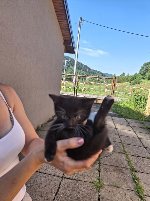 Kocurek za darmo