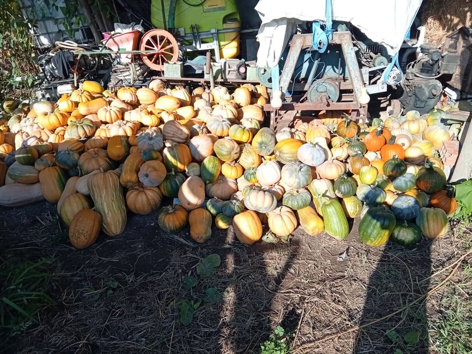 Vendo abóboras meninas