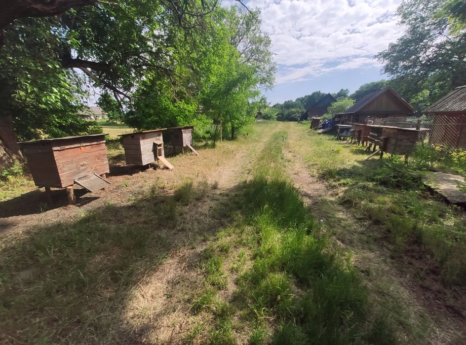 Вулики з бджолами