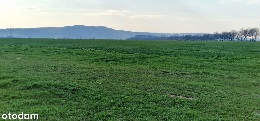 W bezpośrednim sąsiedztwie miasta Jawor