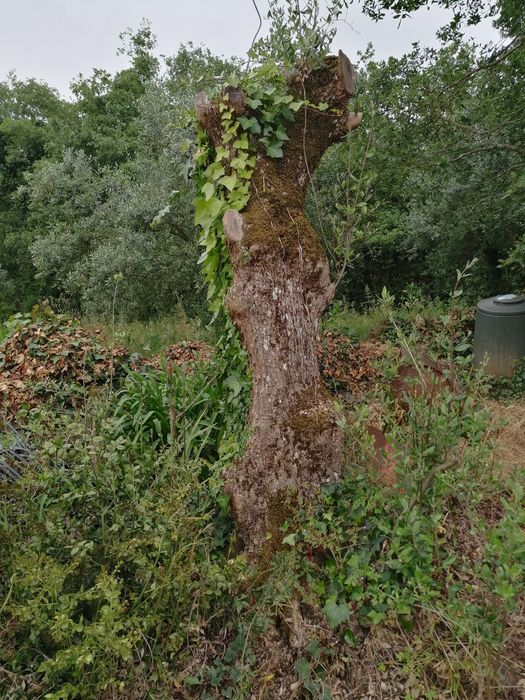 Oliveira antiga de qualidade galega