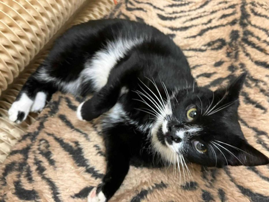 Cudny kot OSCAR szuka dla siebie dobrego domu