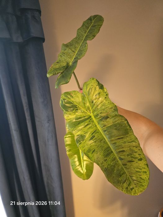 Ogromny szczyt philodendron paraiso verde  variegata