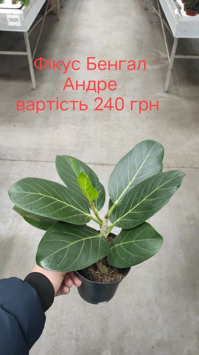 Рослини, квіти, вазони кімнатні