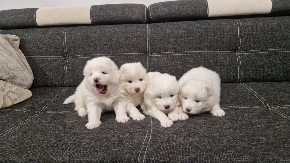 Szczeniaki Samoyed