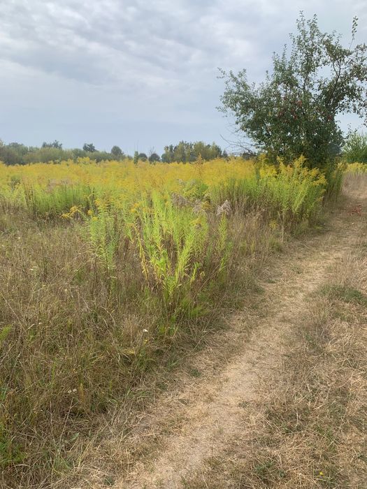 Продам терміново земельну ділянку за Станишівкою в сторону Попельні