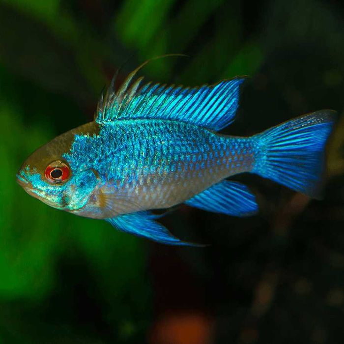 GB Pielęgnica, Pielęgniczka Ramireza Electric Blue  - dowóz ryb!