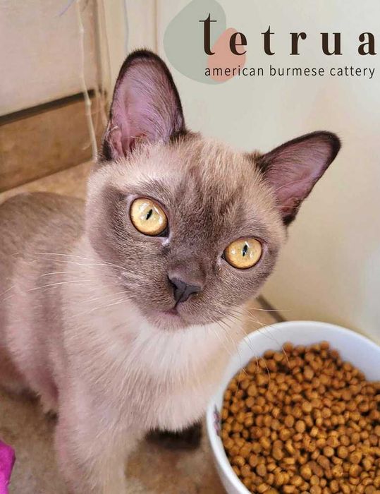 Очень коммуникабельный мальчик американской бурмы!