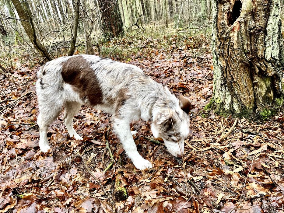 Suczka 5 mies. | red merle | rodowód | paszport | bogata wyprawka