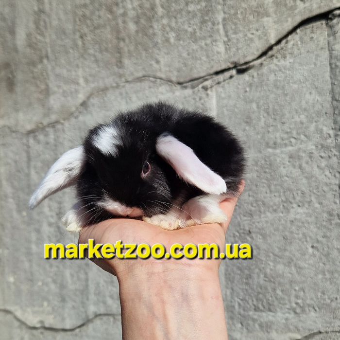 Карликовий кролик, що підкорює серця — Mini Lop